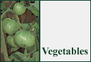 Slideshow logo of The Vegetable Patch web site.