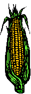 Alaskans love corn so much, some even grow it in greenhouses, but some varieties can be grown outdoors in the interior.