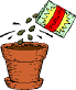 Sowing seed indoors in pots for an early start.
